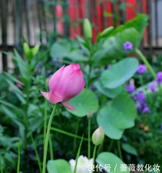 6种花草根本不值得花钱,老花匠良心总结,被骂也要公布