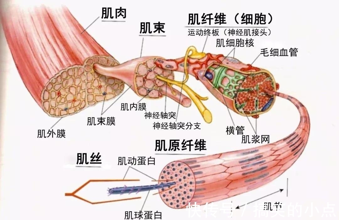 腹肌|科学解释：人真的能“笑出腹肌”吗？