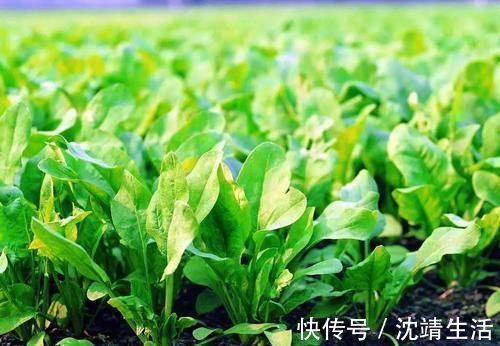 促进|便秘拉不出很难受?常吃6种食物,促进肠道蠕动,排便变轻松