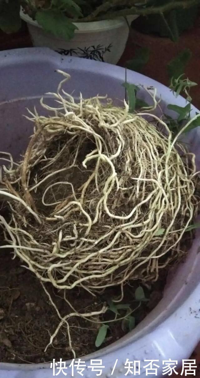 特别好养|养花技巧:折腾不死的25种花,咋养都爆盆,懒人最适合