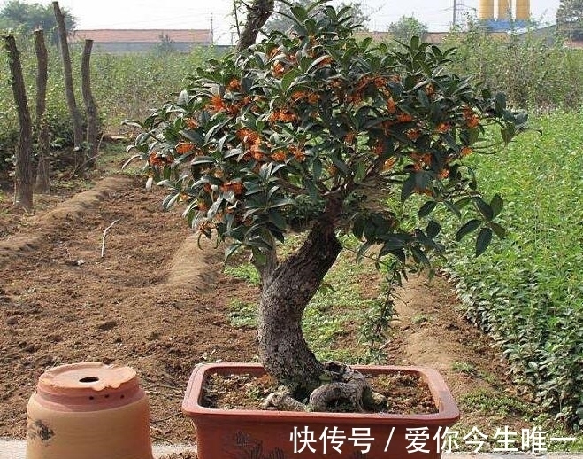 花盆|桂花盆景怎么养？教你“4法”，香味“飘香十里”，开花长满枝头