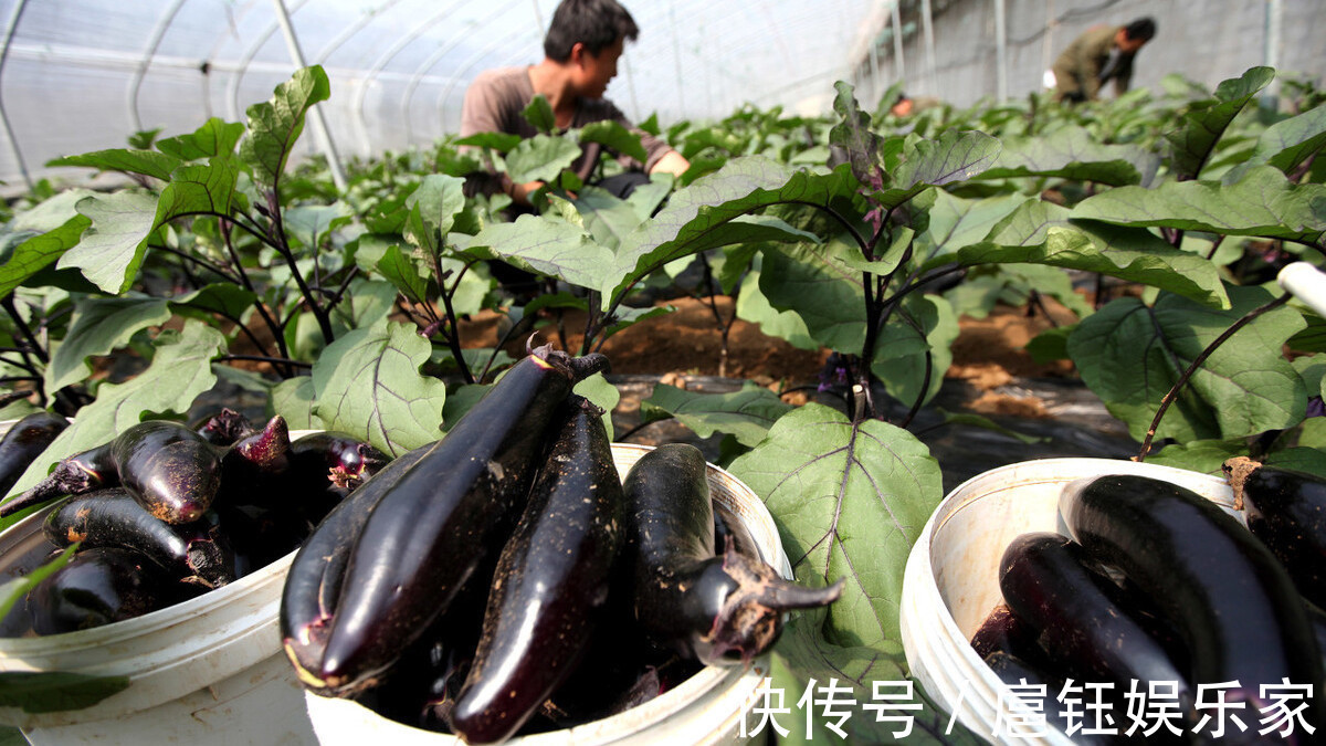 眼睛|买茄子时别管大小，学会看“眼睛”，买到的茄子新鲜水嫩还好吃