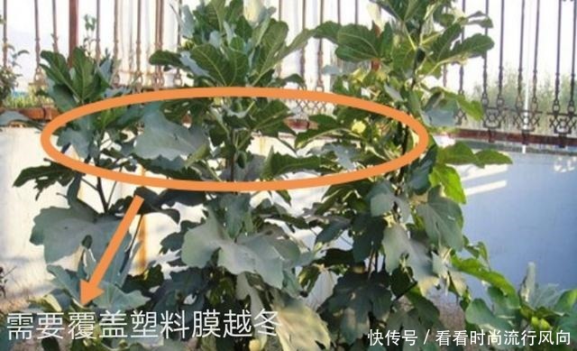 冬养无花果,不修剪、温度高来年没果子,做好这2点,果子压弯枝