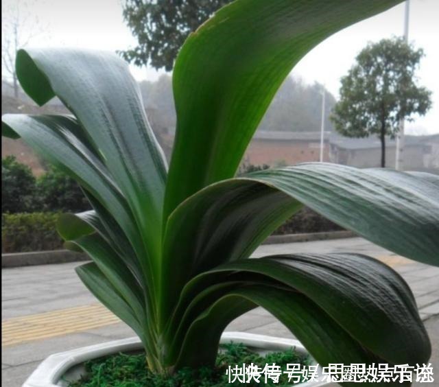 浇水|君子兰马上进入花芽分化期，做好4个细节，才能顺利开花！