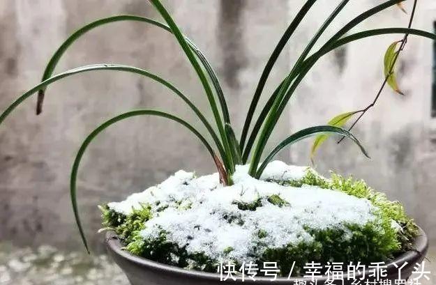 怎样养春兰蕙兰,才能开花香、花期更长?低温作用不可忽视