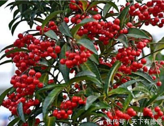 牡丹|家里要养4种花,开花吉祥又喜庆,比牡丹美,比绿萝好养!