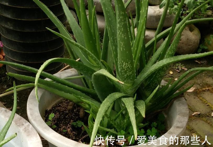 家里种上一盆此个,不管不问轻轻松松就爆盆挡都挡不住