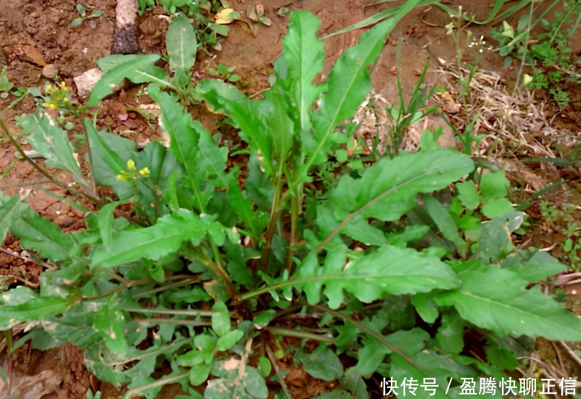 以前用来填饱肚子，现代人抢着挖的春季野菜