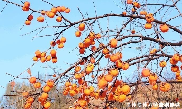 柿饼|一方水土：这条沟的柿子一直不摘，雪打红柿特别美