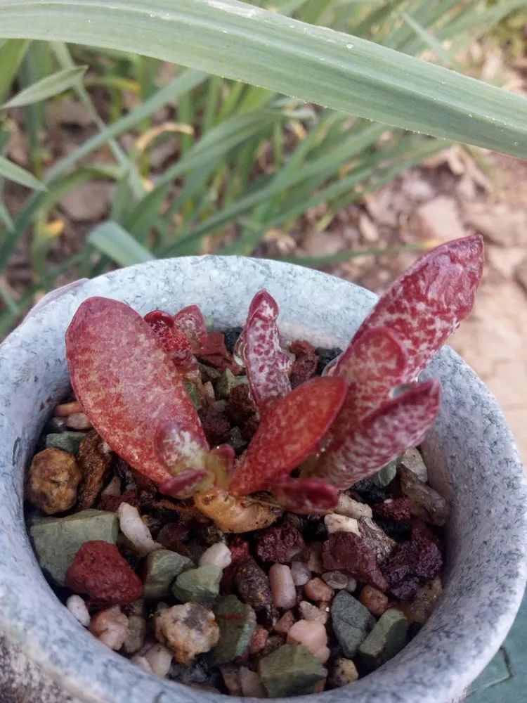 送瘟神,洒庭院,赏多肉,合家团聚话将来!