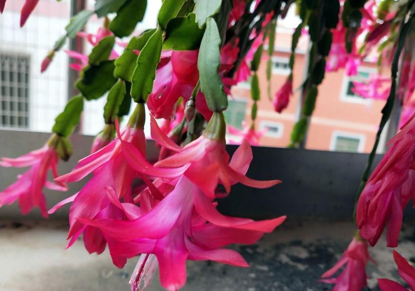 盘点6种易爆花的植物,一开就开满满一盆花,看看都是谁?