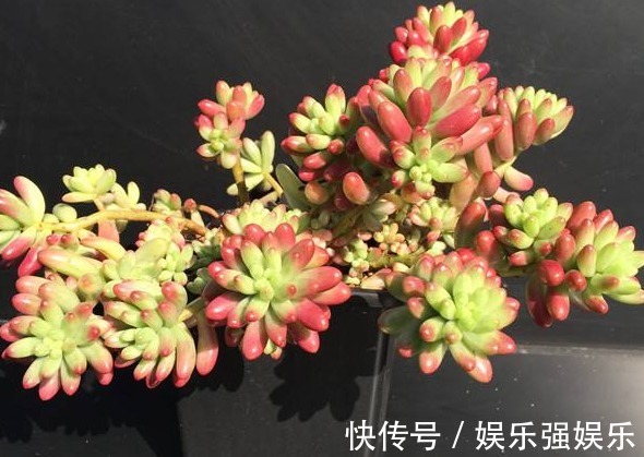 土壤|最好养的“7种多肉”,是多肉爱好者的可不要错过,回家养起来吧