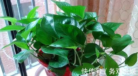 扦插绿萝，“2种”方法任你选，操作简单，7天生根，15天长新芽！