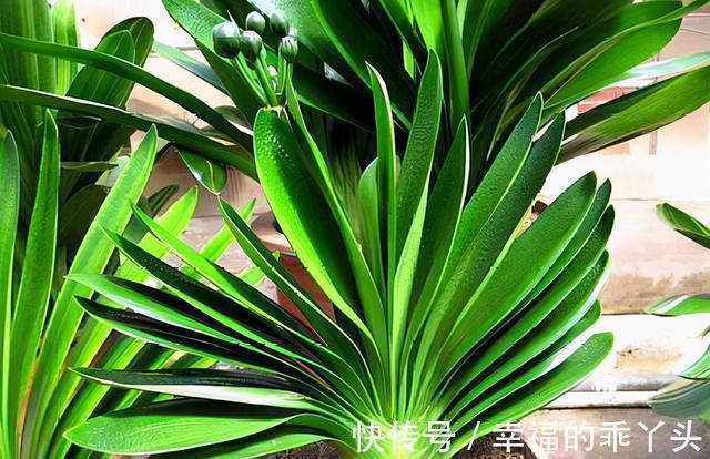 君子兰10月要''巧养''，新叶厚又亮，早早抽花箭