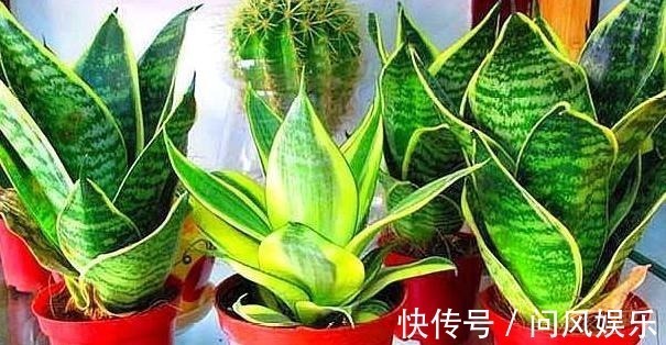 养殖盆栽虎皮兰,该如何加深叶片纹路掌握4点株型美、叶片肥