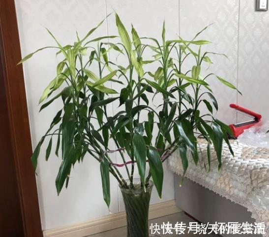 现在逛花市5种花不要买,虽然很漂亮,但是养活难度大,白花钱