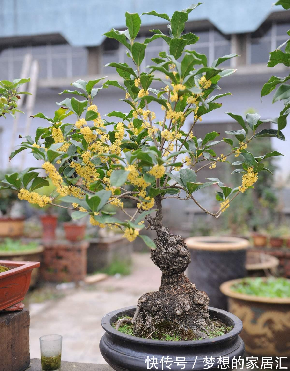 绿化带|4种“娇气花”楼房里总养死？扔在家门口，顿时枝繁叶茂，开花旺