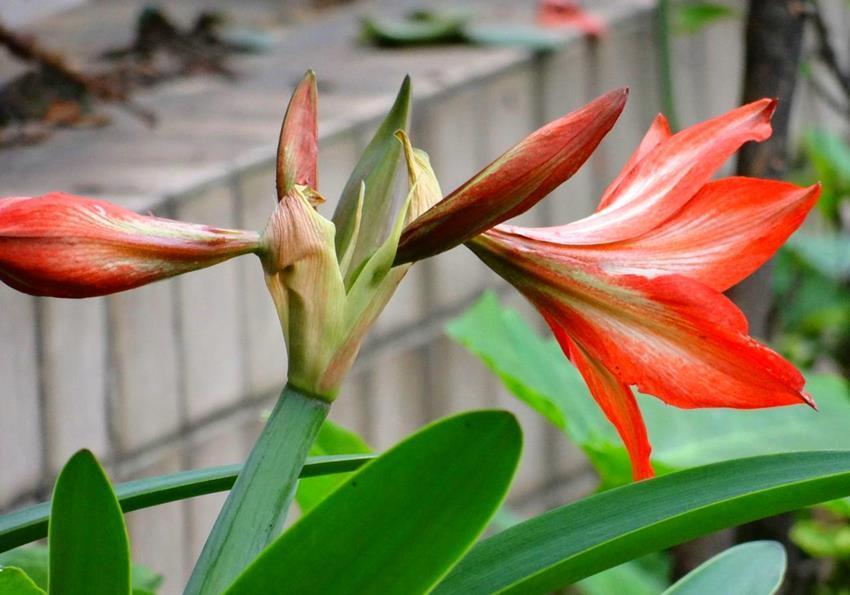 盘点6种易爆花的植物,一开就开满满一盆花,看看都是谁?