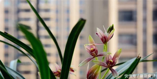 喜素|养兰花,注意这2点,兰花不烂根,不易腐,叶绿又亮,花朵呼呼开