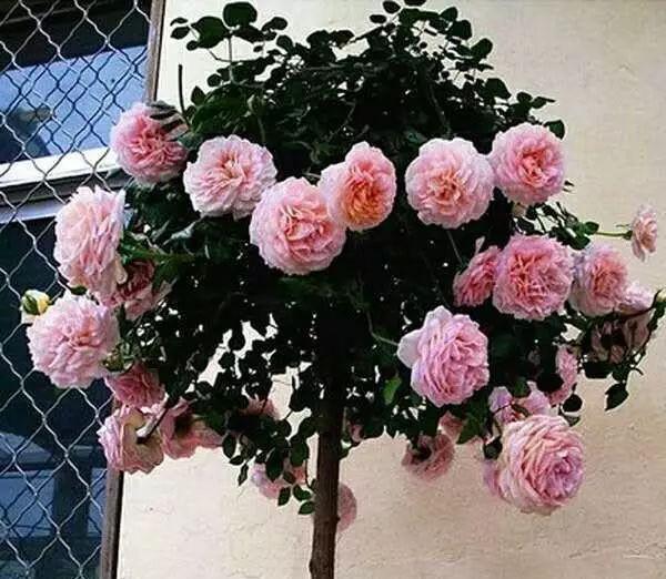 月季|杜鹃花,栀子花扔了吧养棵“花树”,能开花300天,见土就活