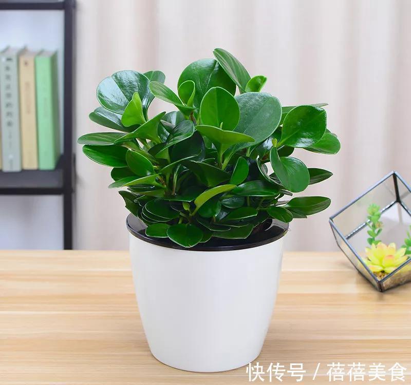 豆瓣花可以放在卧室吗,应该如何养护