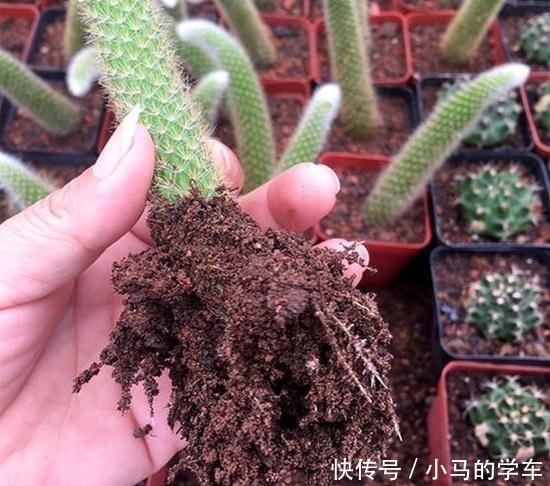 猴尾柱变成“九尾狐”后太美了,听说养好了一盆价值高达两三万哦!