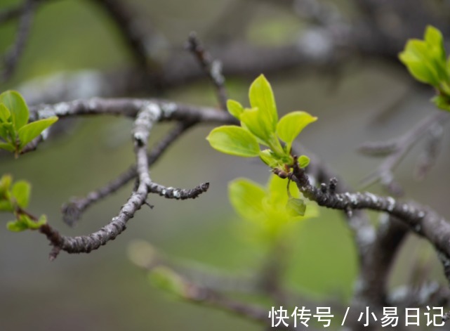 好运|12生肖中，哪些人年底好运挡不住，事业蒸腾，喜气伴随，喜上眉梢