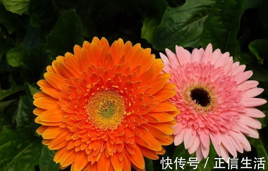 天堂鸟|世界上最美的5种花,见过一种我就服你!
