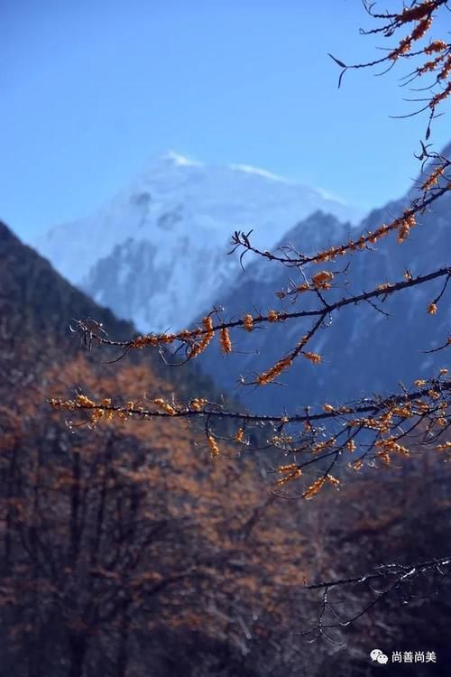 梅里雪山脚下的沙棘树