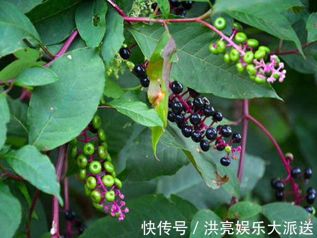 果实|乡下有一种野草,其根部有消肿的奇效,果实还可以染色