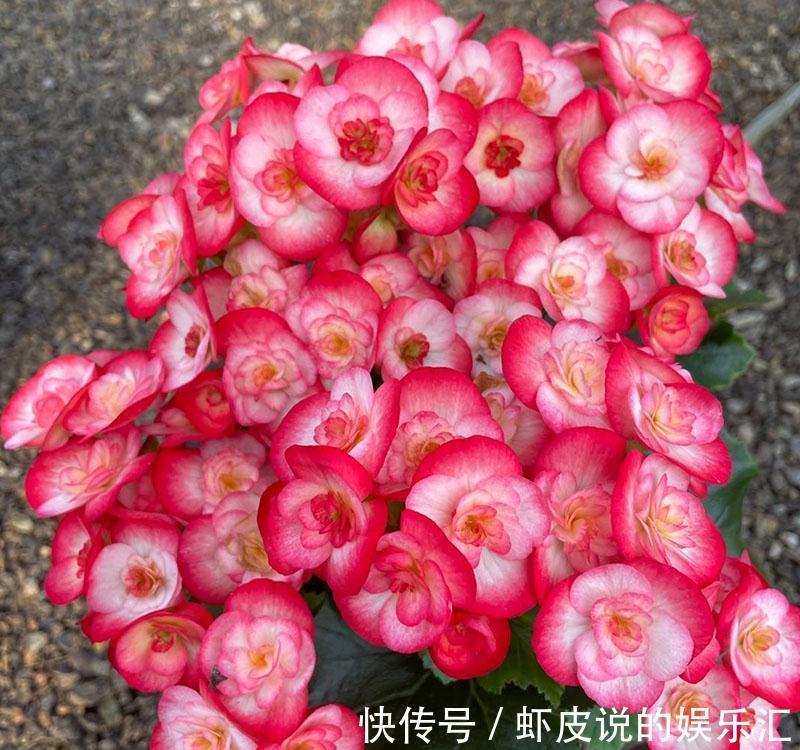 冬天花市“猫腻”多,5种“激素花”,多好看也别买,白白浪费钱