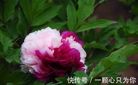 养花试试这几款，外形独特，不需要经常浇水，还能开出紫色的花