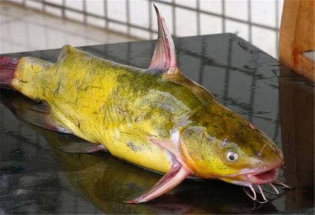 野钓黄颡鱼的一些技巧小结，从钓具到饵料，满满的钓鱼实战干货！