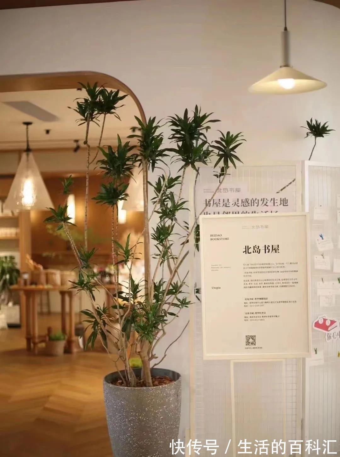 场景|绿植花卉,本草于一个家,可闻香,可观赏,可入画,可成香