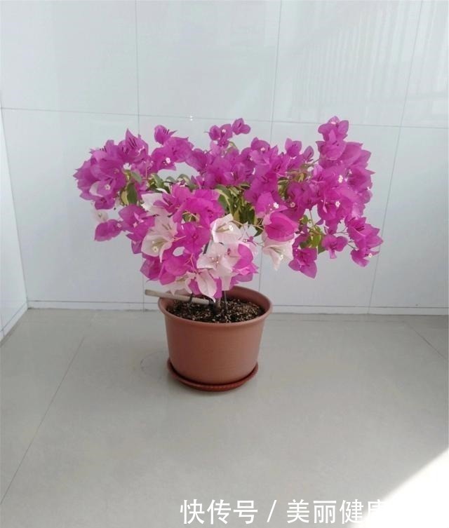 三角梅|三角梅喜欢这“宝贝”，盆里撒一点，开花300天，拦都拦不住！