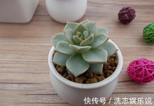 多肉到底多好扦插掉下来的叶片埋土里,自己又长一盆