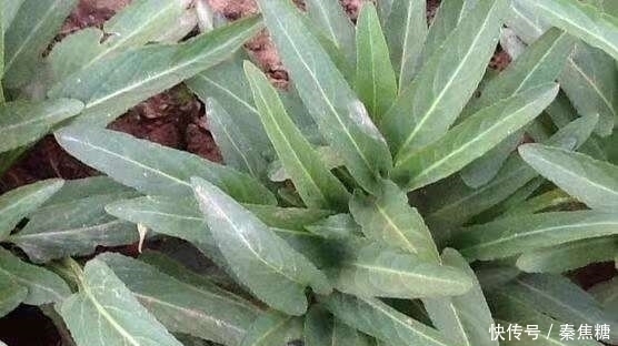 杂草|这种野草皇帝都吃过,若见到不要再当普通杂草,它的作用可大了