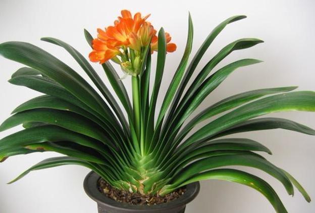 君子兰要想开花不断,此3点做好了,花箭嗖嗖长