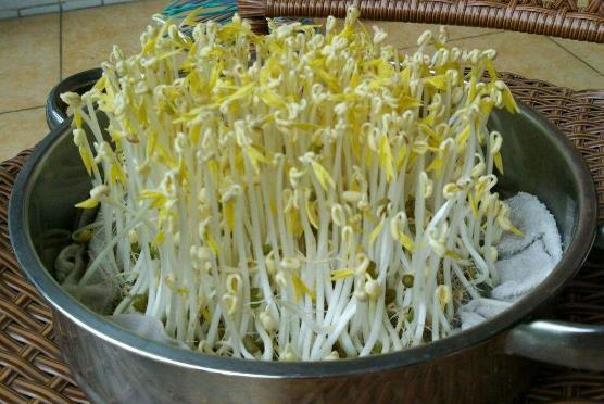 好吃|在家发豆芽好简单,只需水和豆,5天就发好,脆嫩好吃,干净卫生