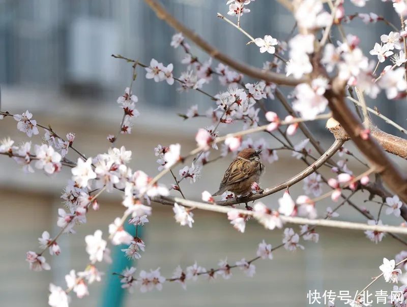 高校“校花”大比拼