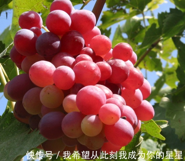 胎儿|怀孕期间女性食用这些水果,有助于胎儿的发育,健康美味补充营养