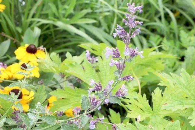 几种很耐热耐晒的开花植物,寒冷地区可露地栽种,花量多,花期长