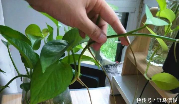 红掌|茉莉花扦插有机关,砍这一段枝条,插土里3天就活