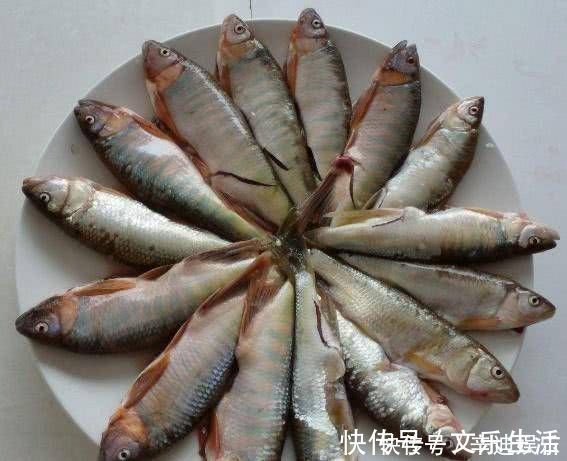 农村的这两种野鱼,虽然长得丑,但是味道非常的鲜美