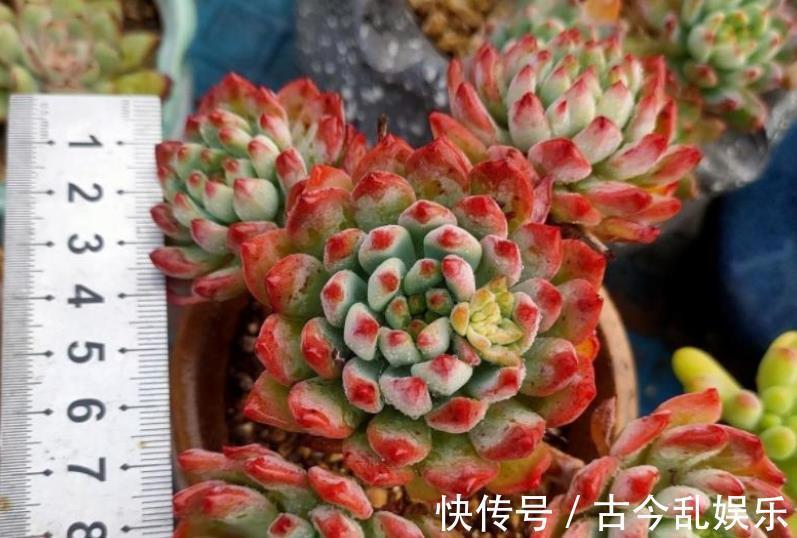 多肉蓝|秋天养多肉蓝苹果，“心狠手辣”长势好，养出极致状态美极了