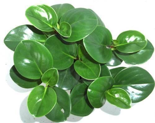 花卉|几种“观赏”花,不用浇水叶子也能胖嘟嘟,真适合懒人养!