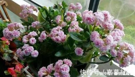 长寿花，入冬前食用它，开花提前20天，一开上百朵，美爆了！