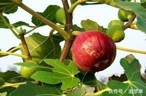 抗衰老|农村这果树叶子,美容养颜抗衰老,你吃过没?