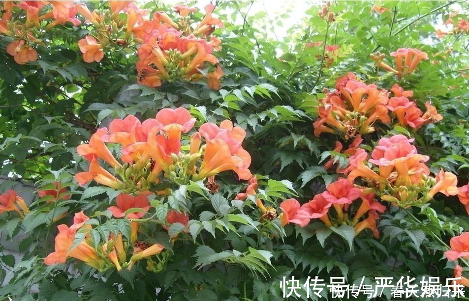 鲜花|此花是最为热情的母亲之花，是对母亲的爱，还是名花