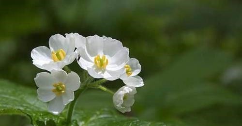 选婿|姑娘出联选婿“擒蛟龙,刺血研来写庚东”,苏轼代徒联姻促佳缘